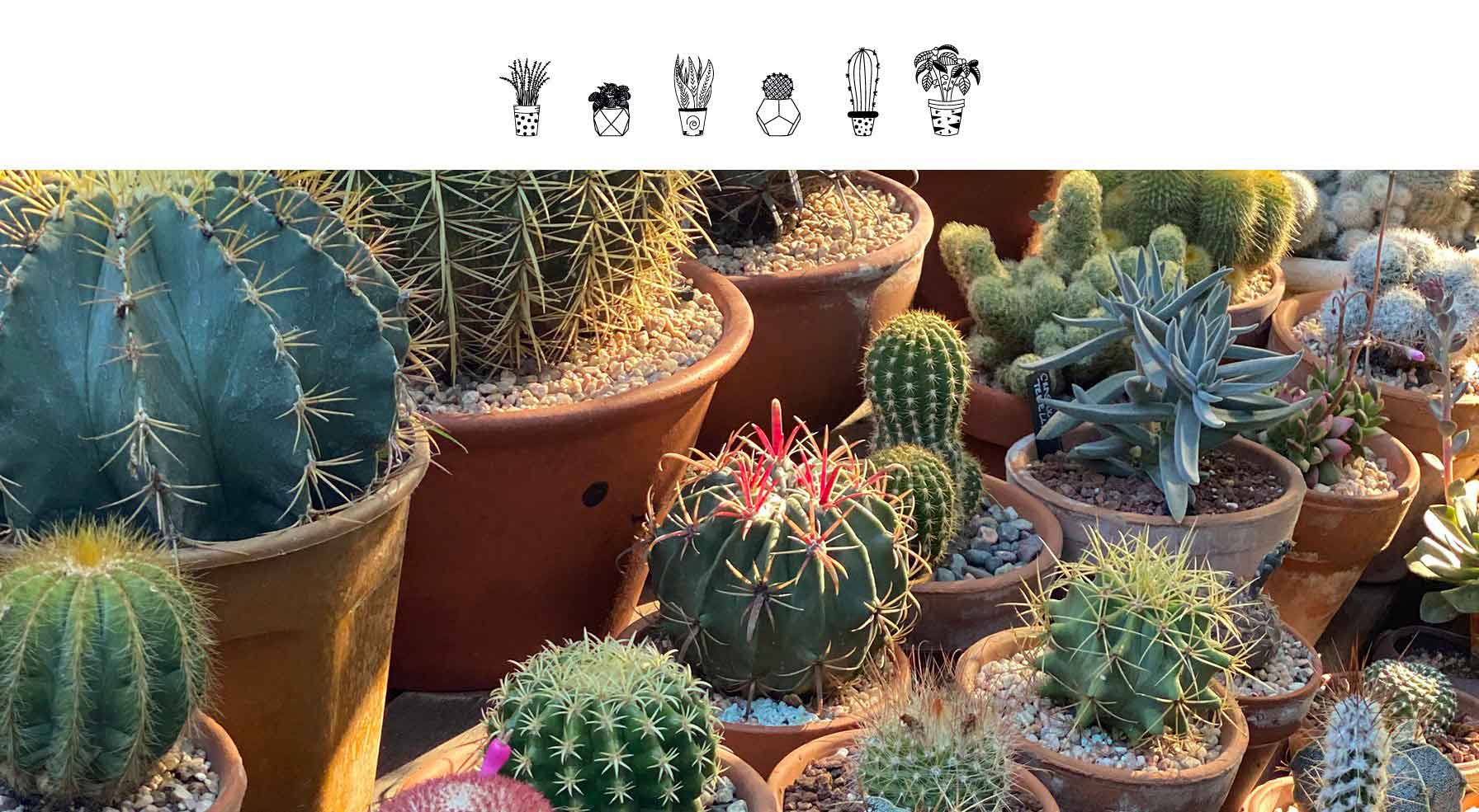 Cactus y Suculentas Colección TereLuck