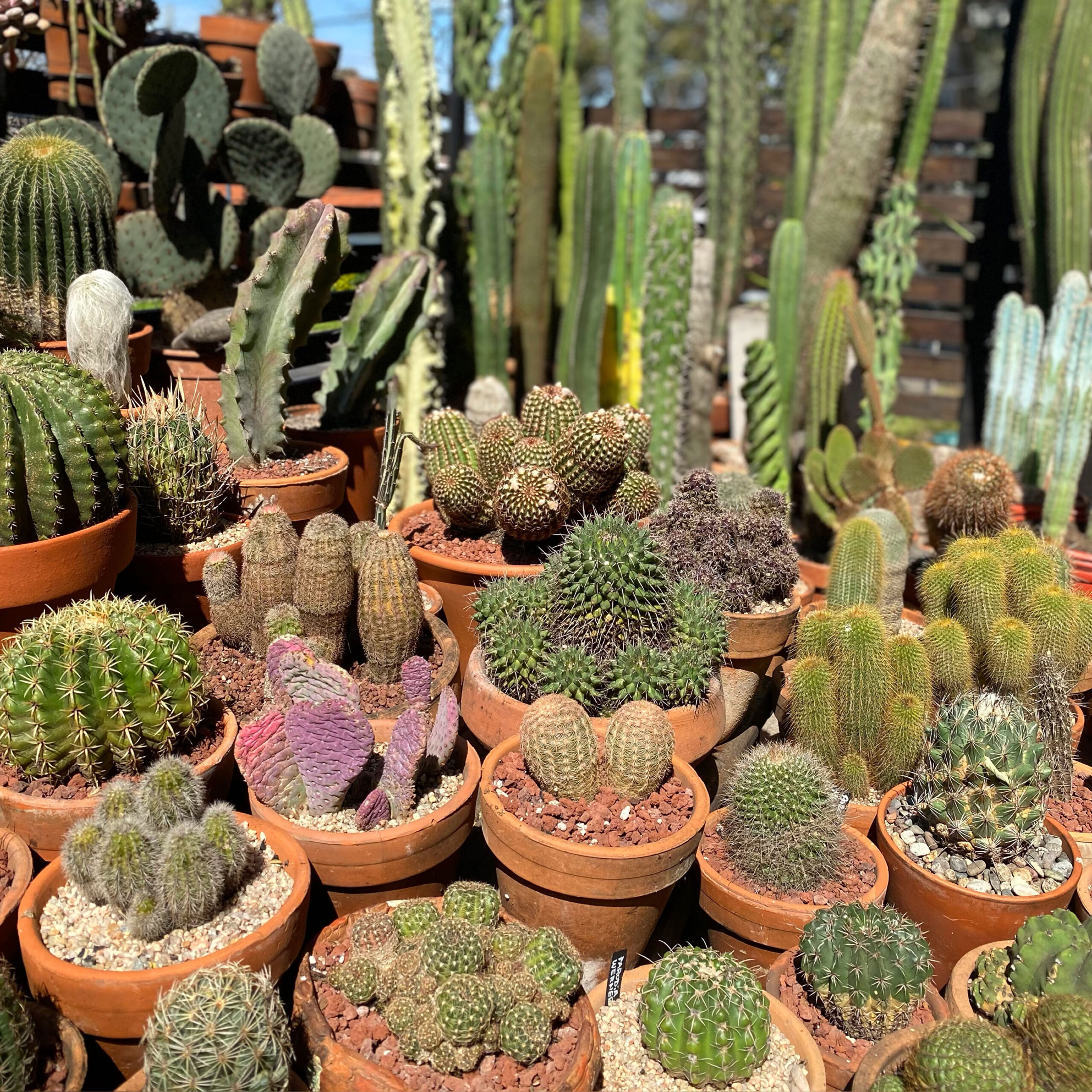 Cactus y suculentas, cuidados, luz, riego, sustrato, multiplicación, enfermedades